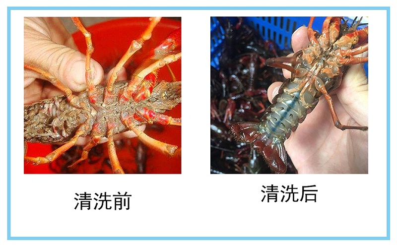 小龍蝦用超聲波清洗機清洗后的結果
